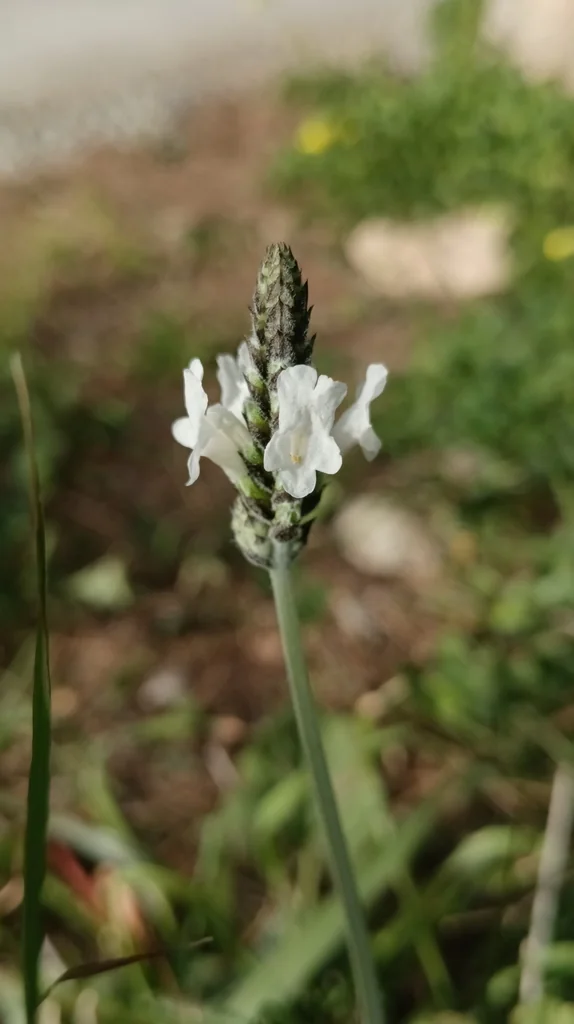 Lavandula Multifida