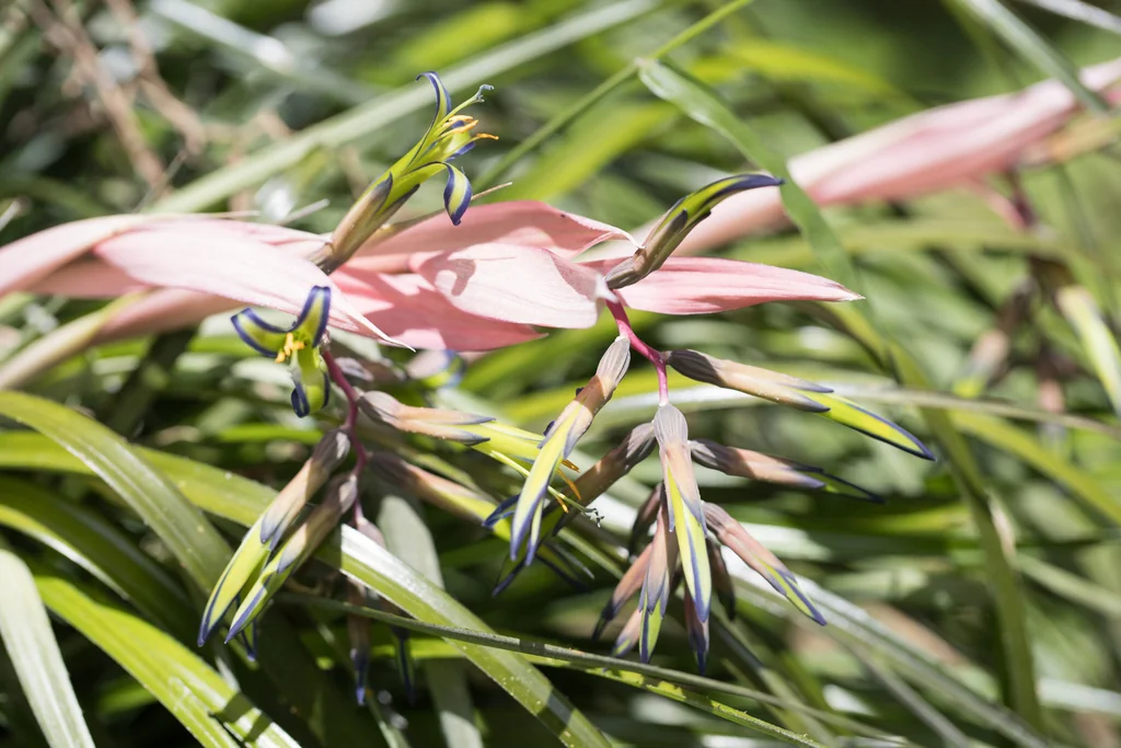 Billbergia Nutans