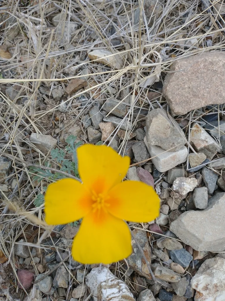 Eschscholzia Mexicana