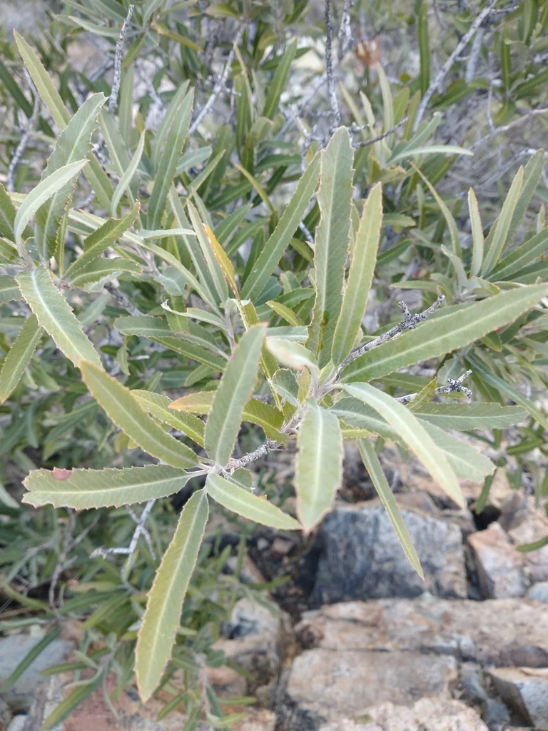 Vauquelinia Californica