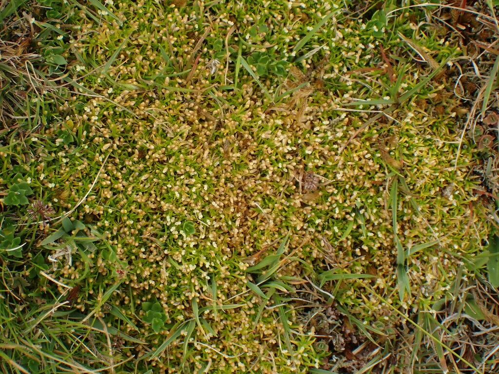Scleranthus Biflorus