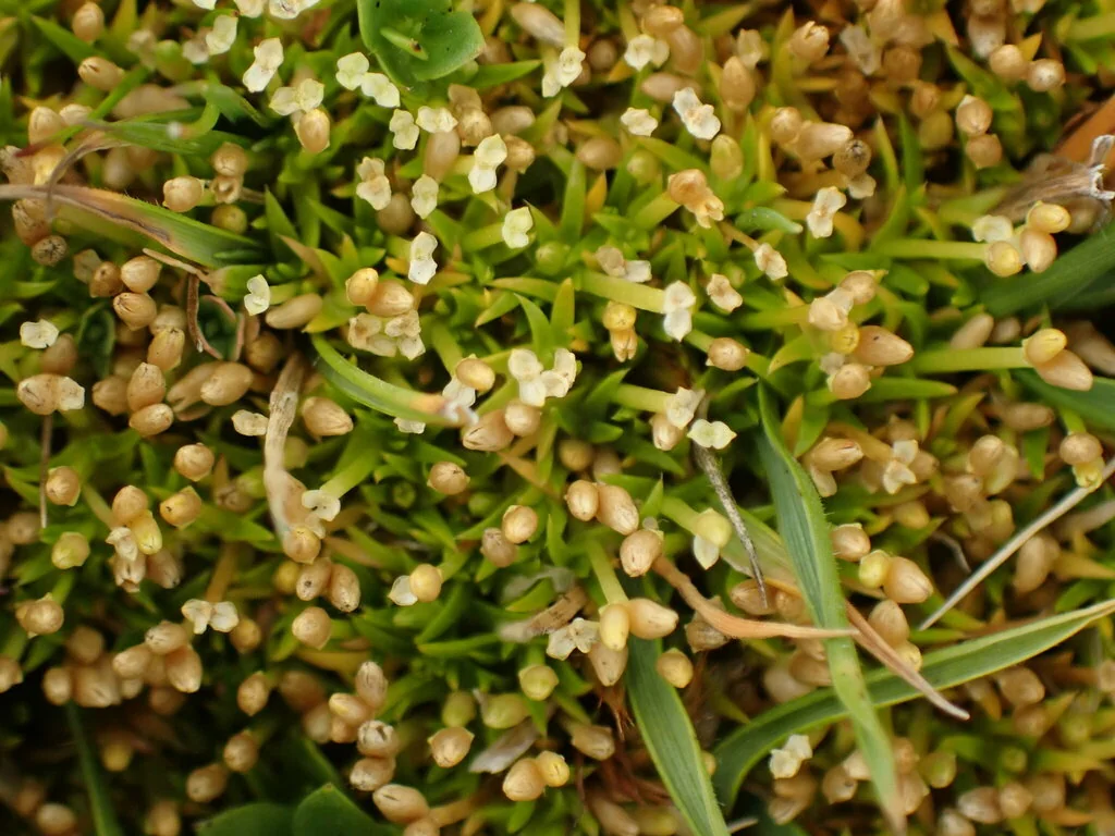 Scleranthus Biflorus