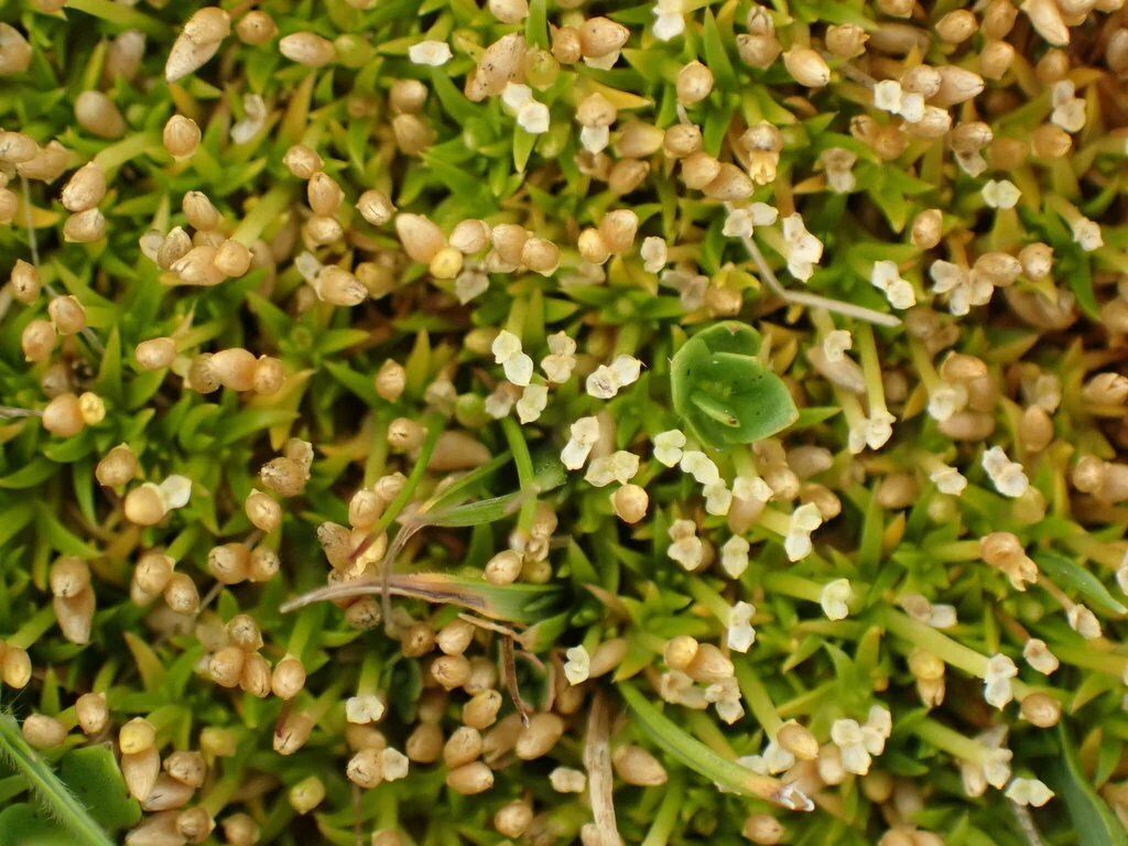 Scleranthus Biflorus