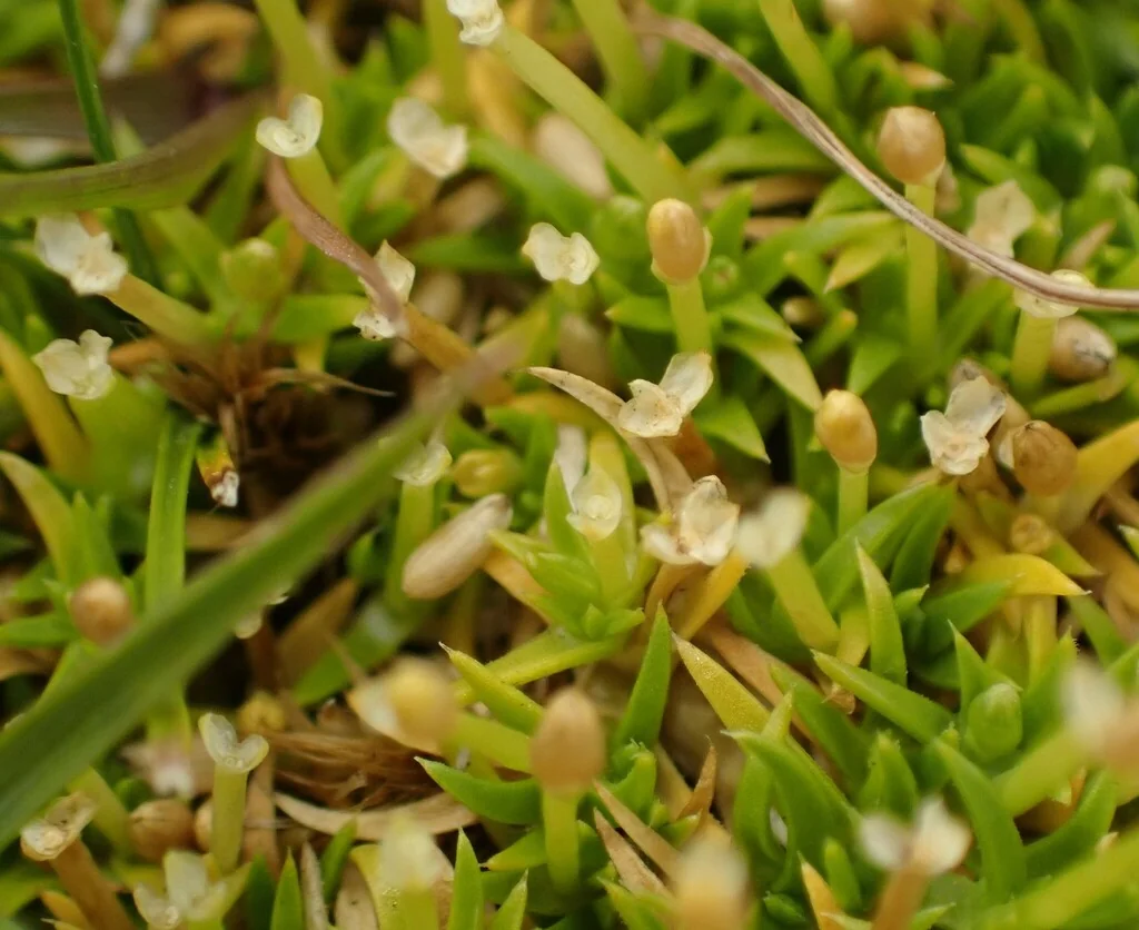 Scleranthus Biflorus