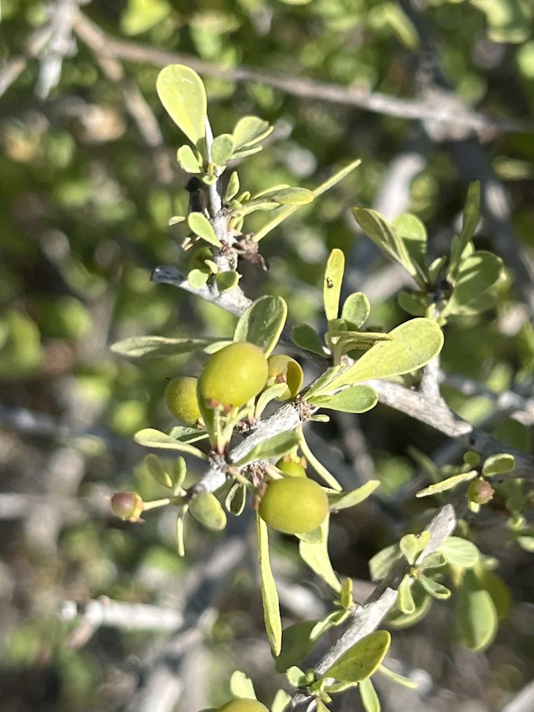 Condalia Globosa