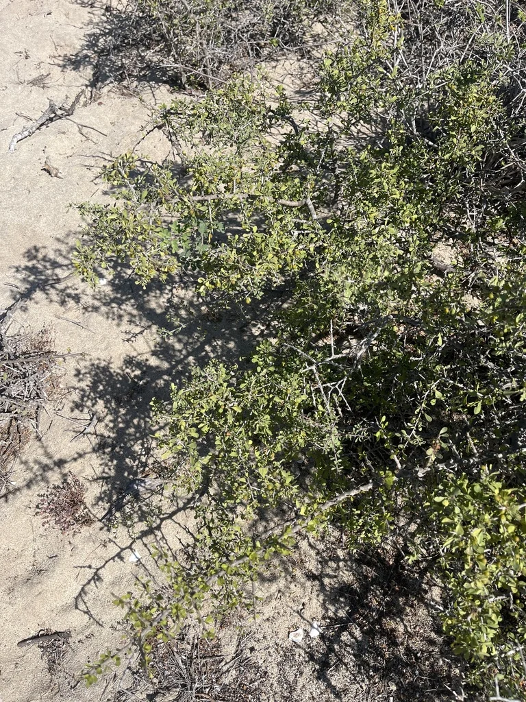 Condalia Globosa
