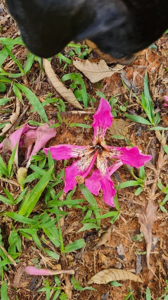 Ceiba Speciosa
