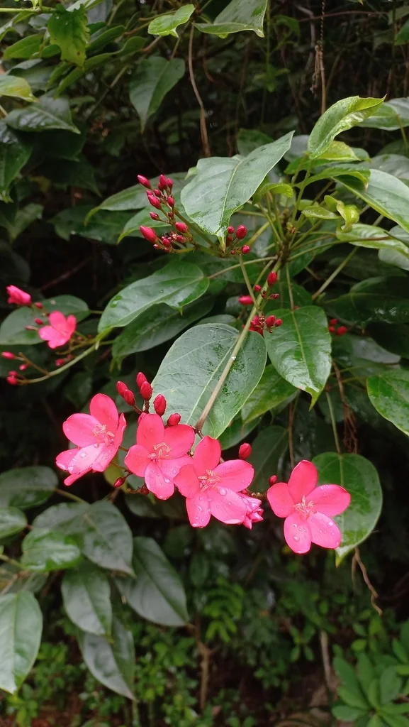 Jatropha Integerrima