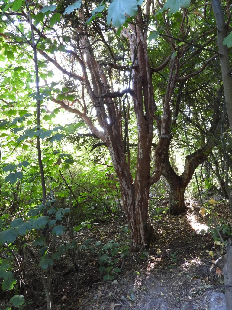 Luma Apiculata
