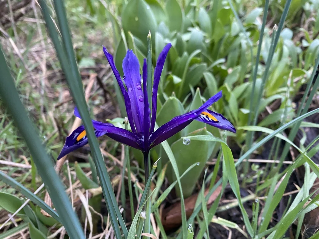 Iris Reticulata
