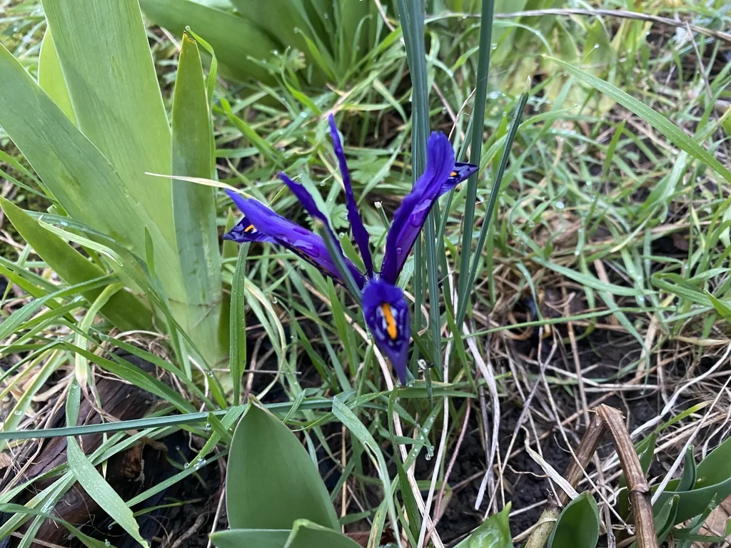 Iris Reticulata