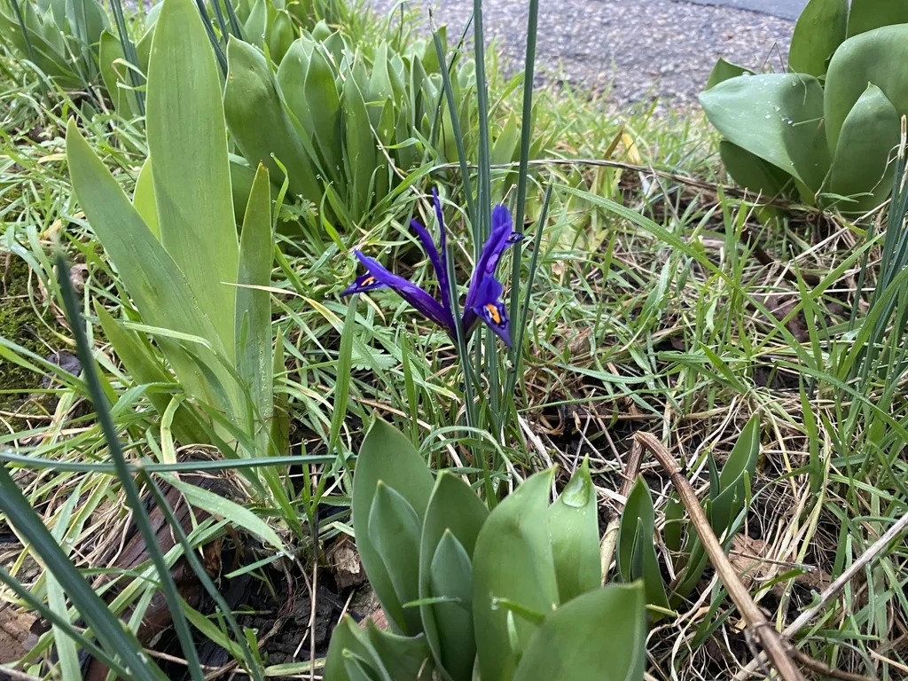 Iris Reticulata
