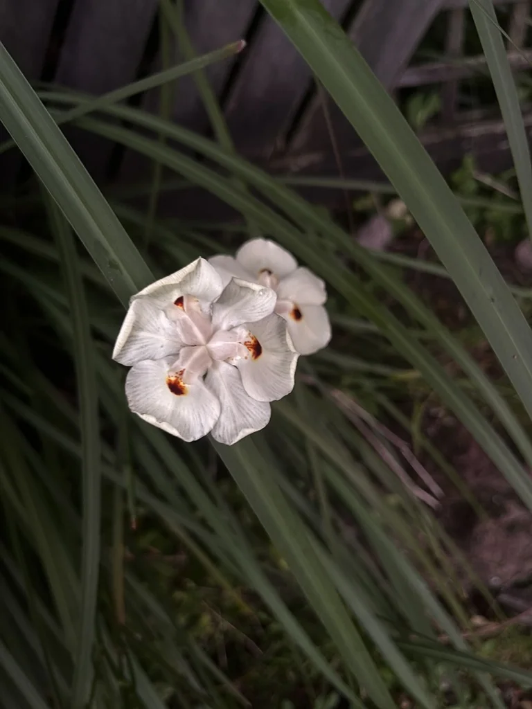 Dietes Bicolor