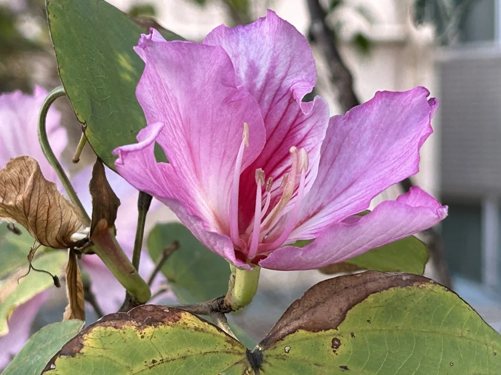 Bauhinia Variegata