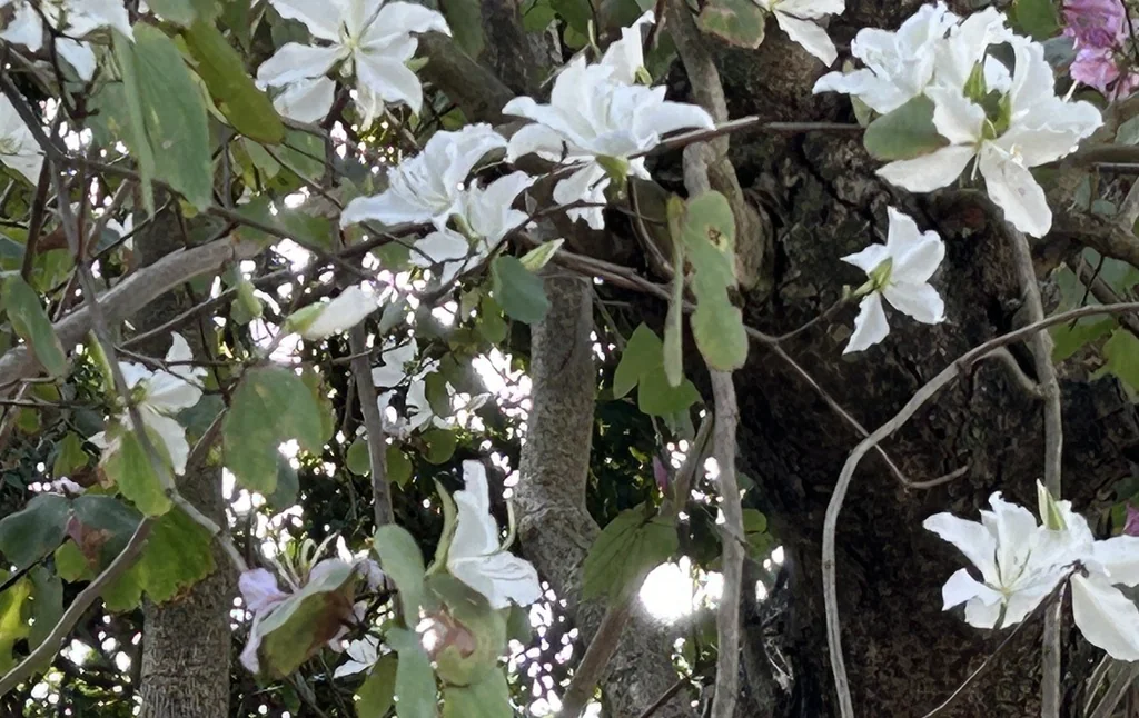 Bauhinia Variegata