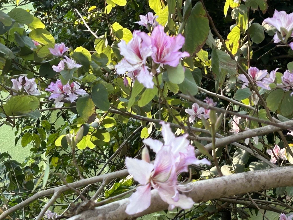 Bauhinia Variegata