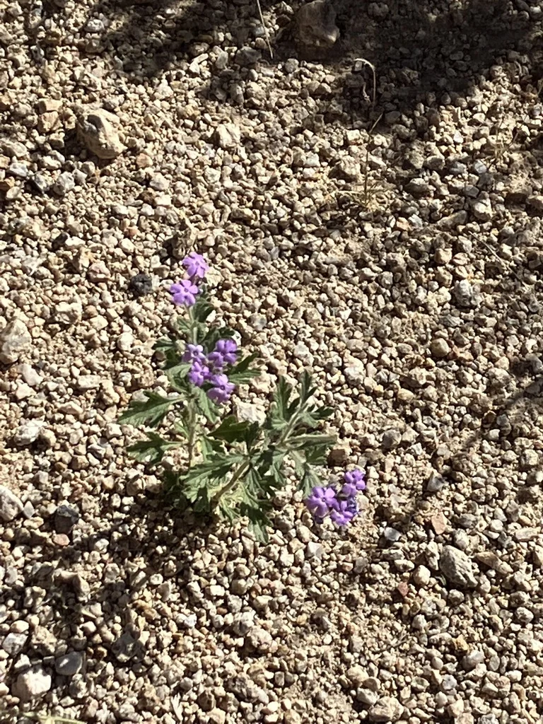 Verbena Gooddingii