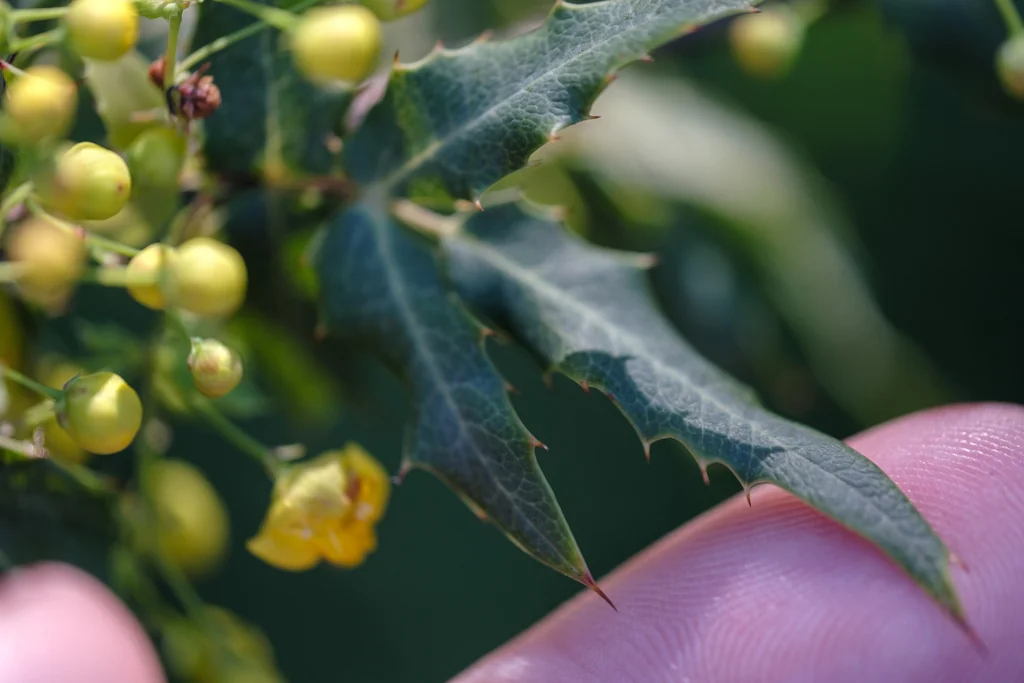 Berberis Nevinii