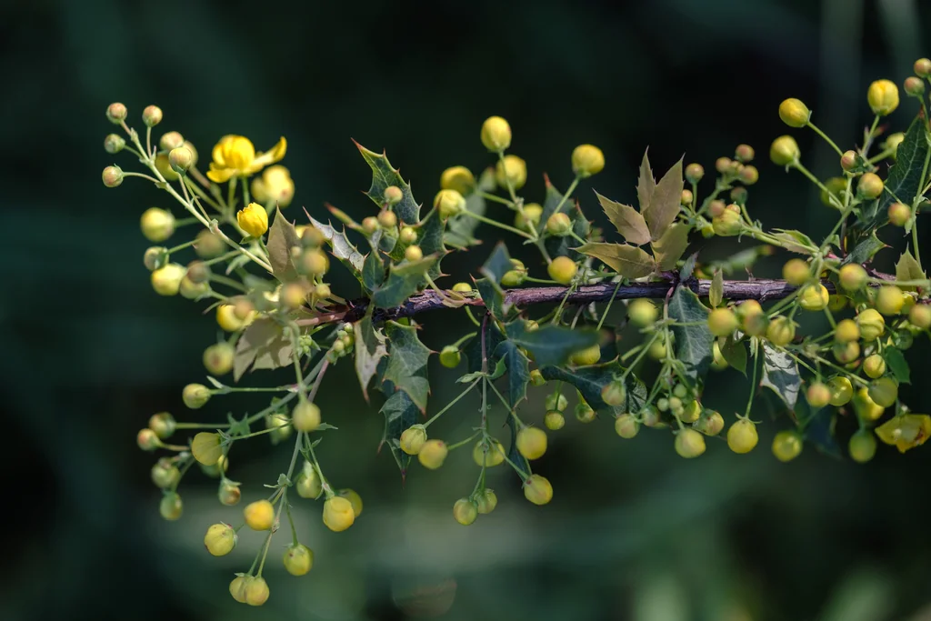 Berberis Nevinii