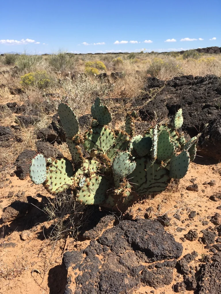 Opuntia Macrocentra