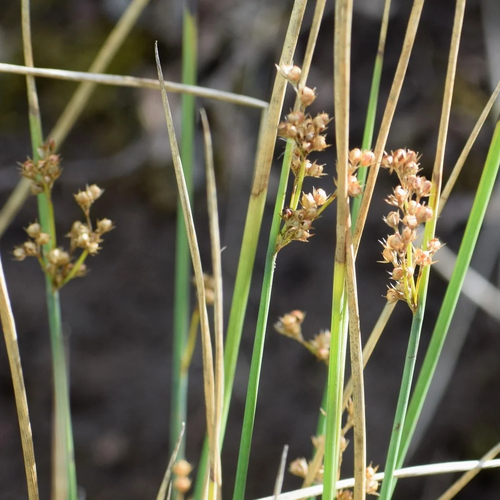 Juncus Patens