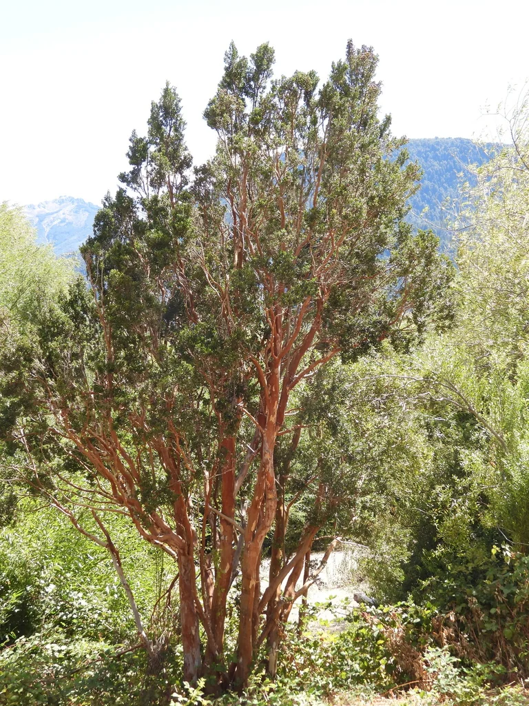 Luma Apiculata