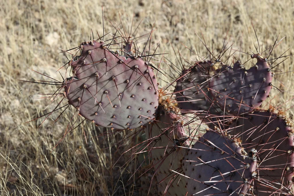Opuntia Macrocentra
