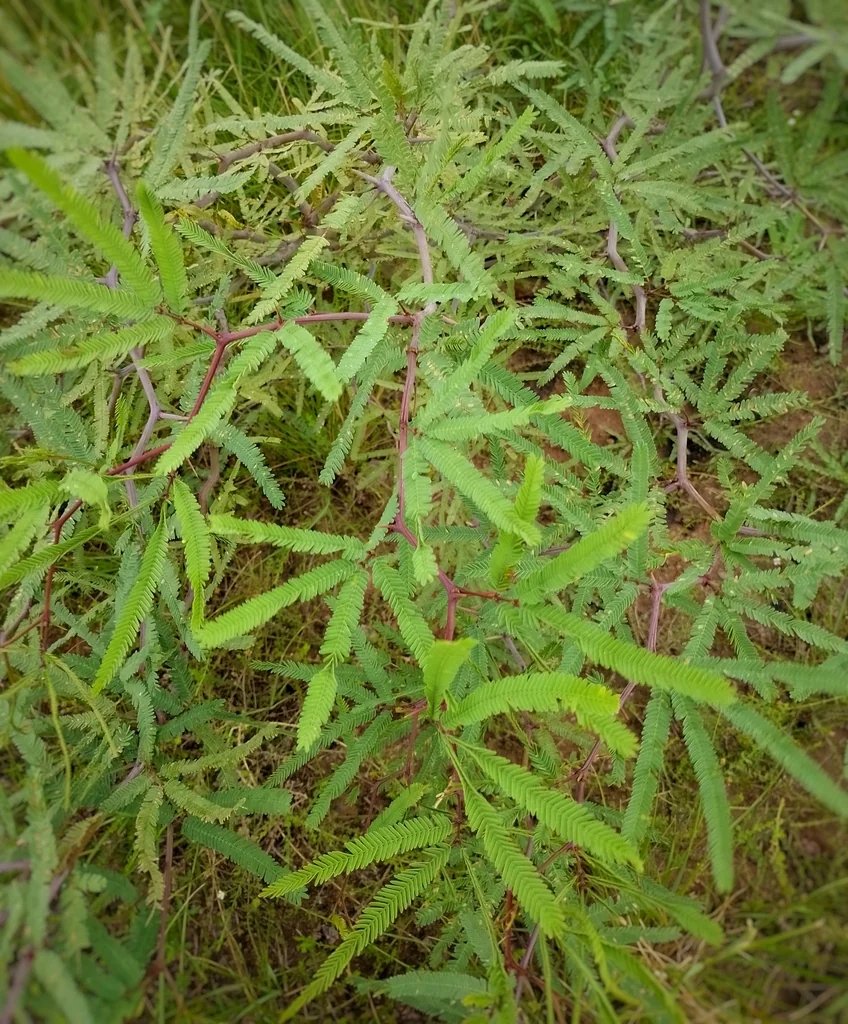 Prosopis Alba