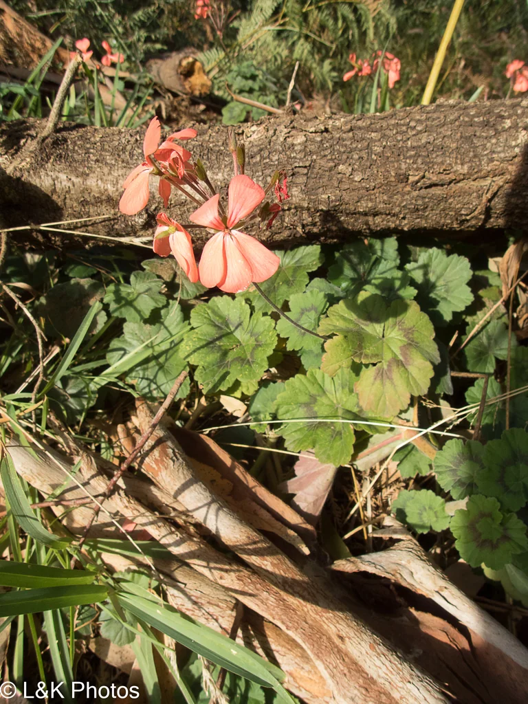 Pelargonium hortorum