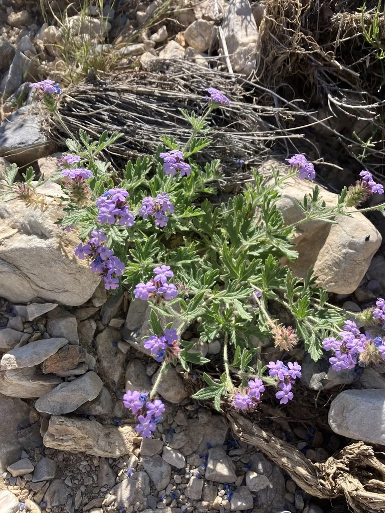 Verbena Gooddingii
