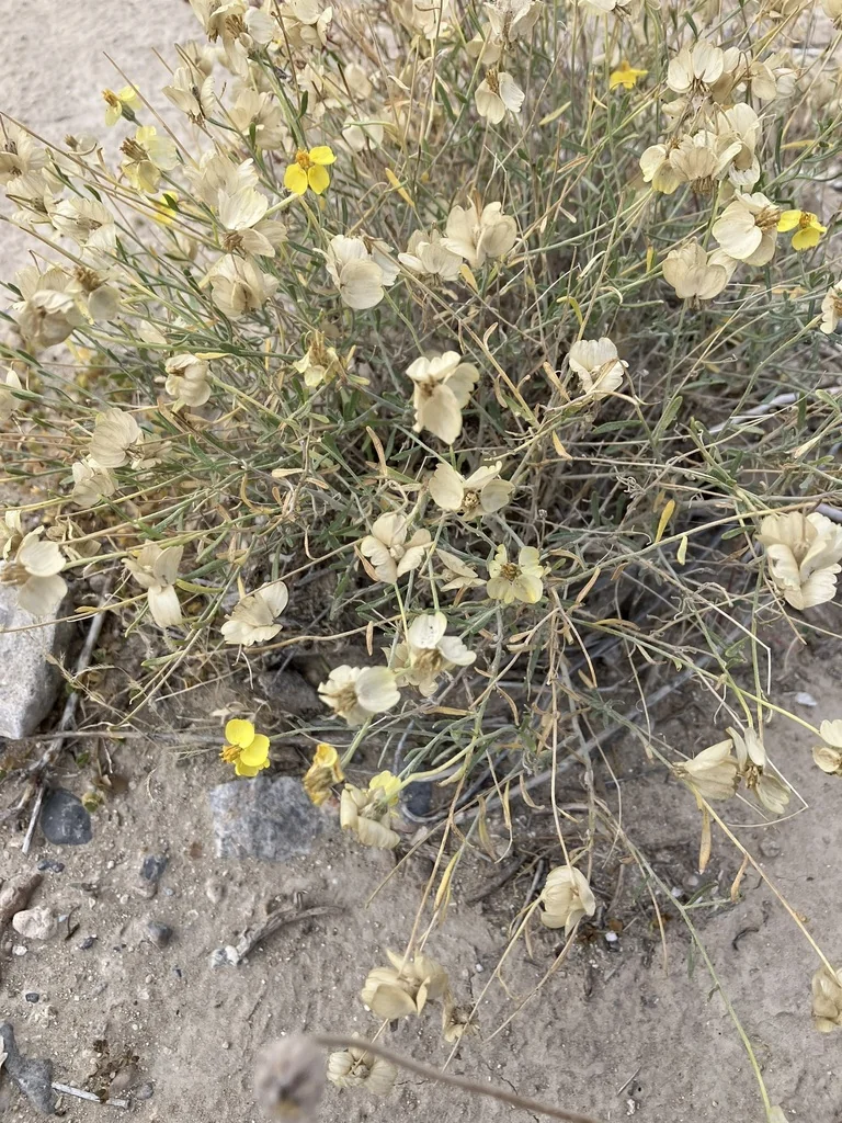 Psilostrophe Cooperi