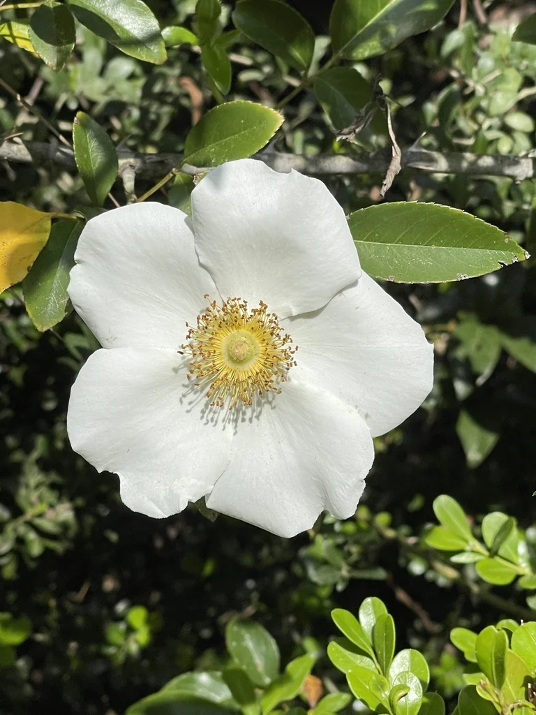 Rosa Laevigata