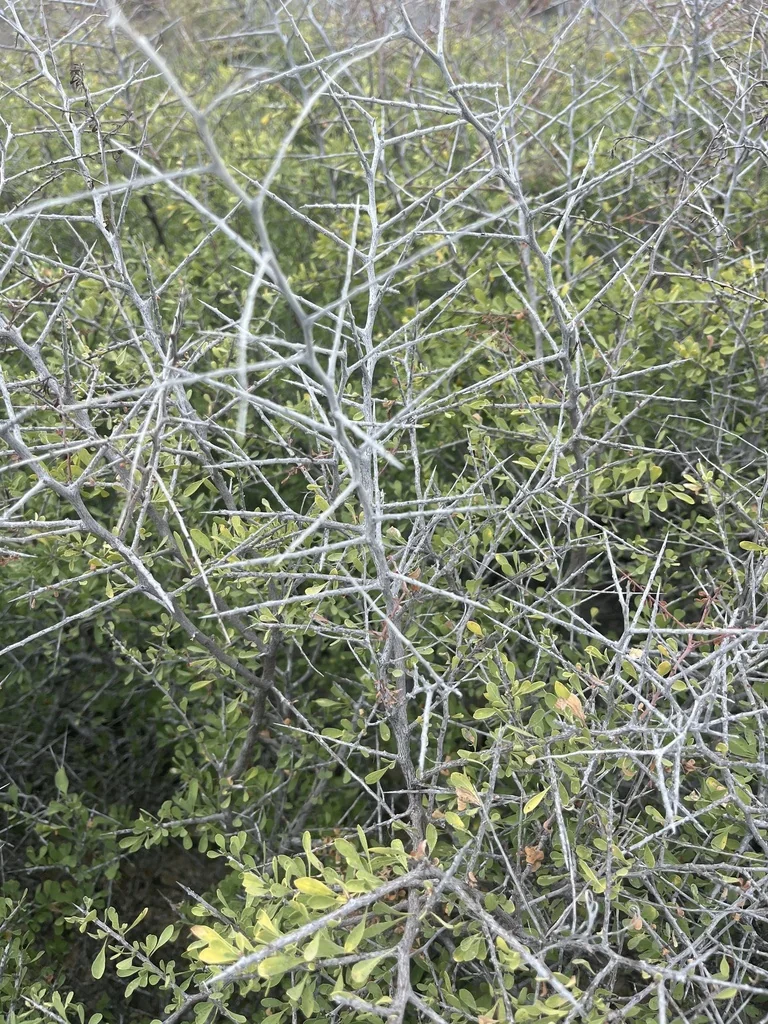 Condalia Globosa
