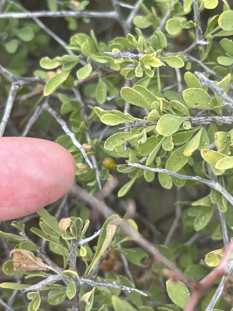 Condalia Globosa