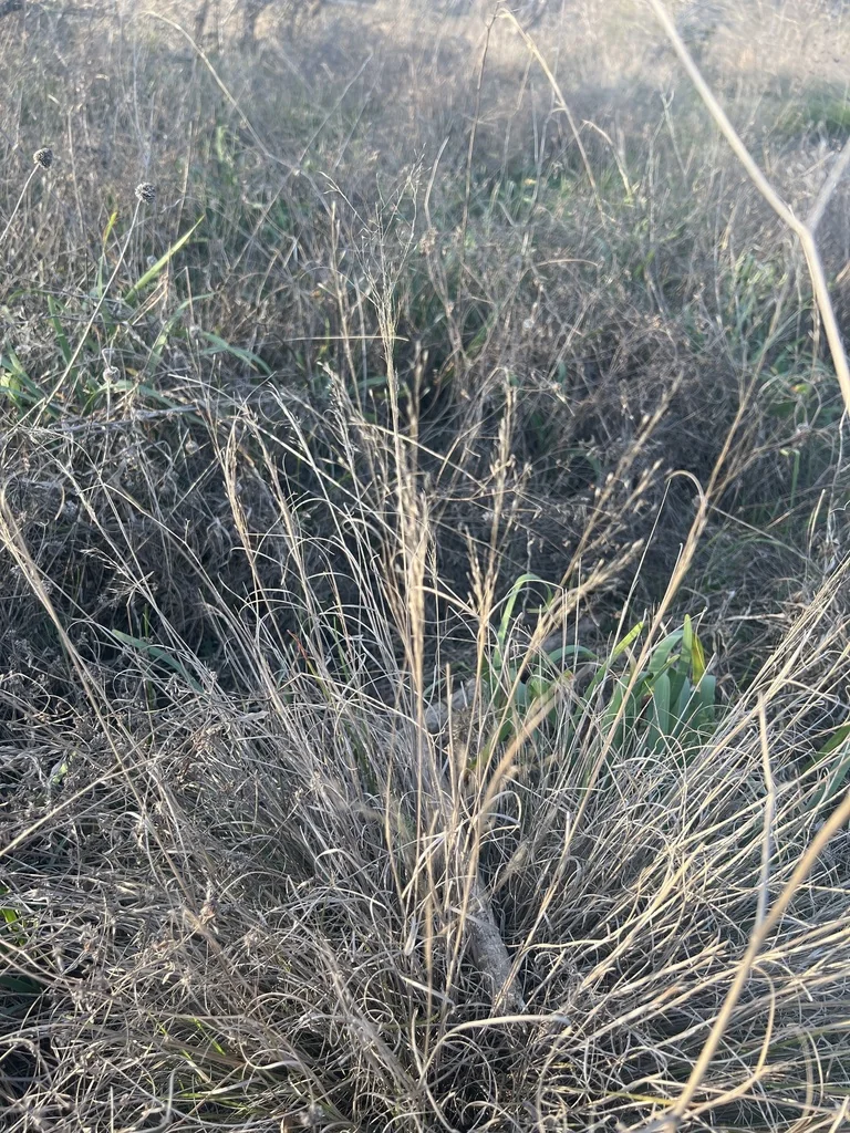 Muhlenbergia Reverchonii