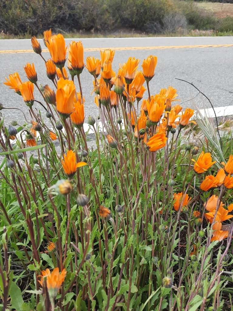 Dimorphotheca Aurantiaca