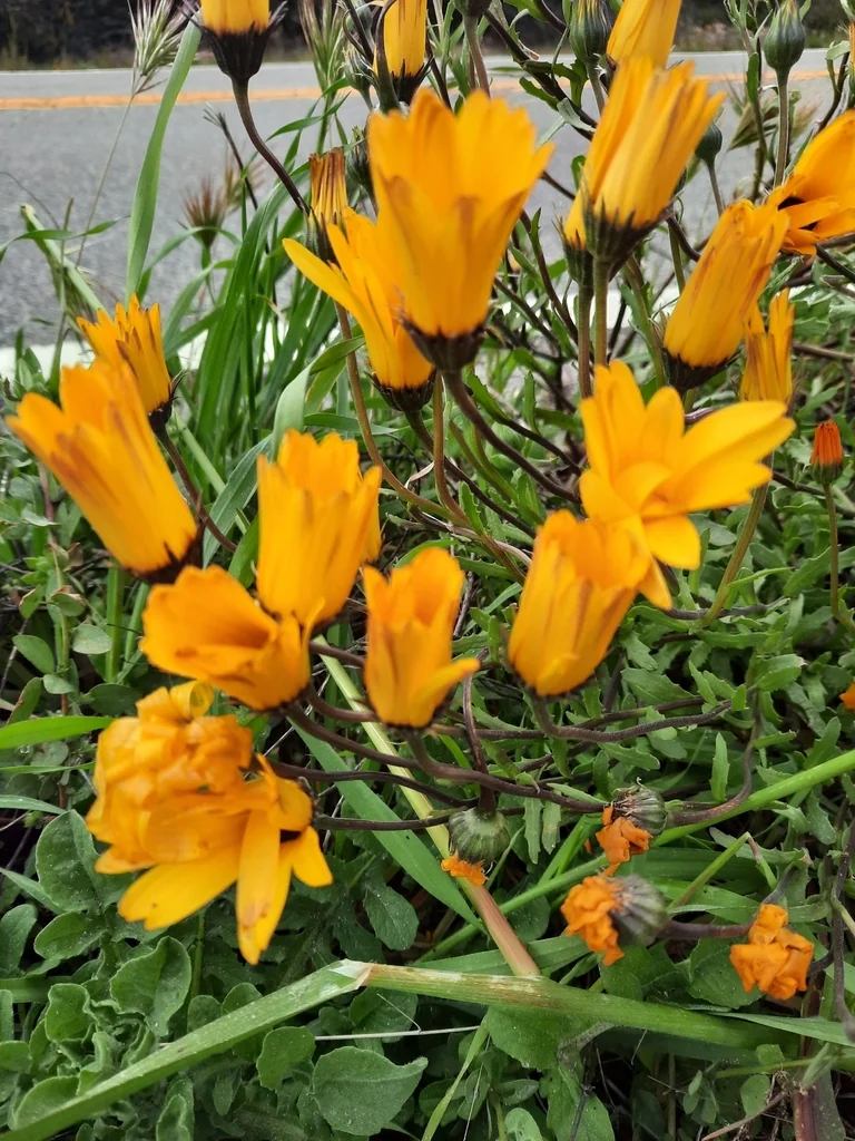 Dimorphotheca Aurantiaca