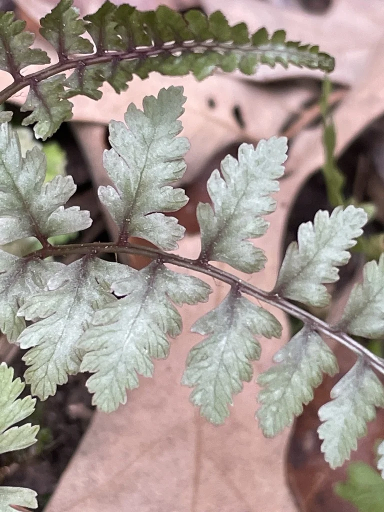 Athyrium Niponicum Var. Pictum