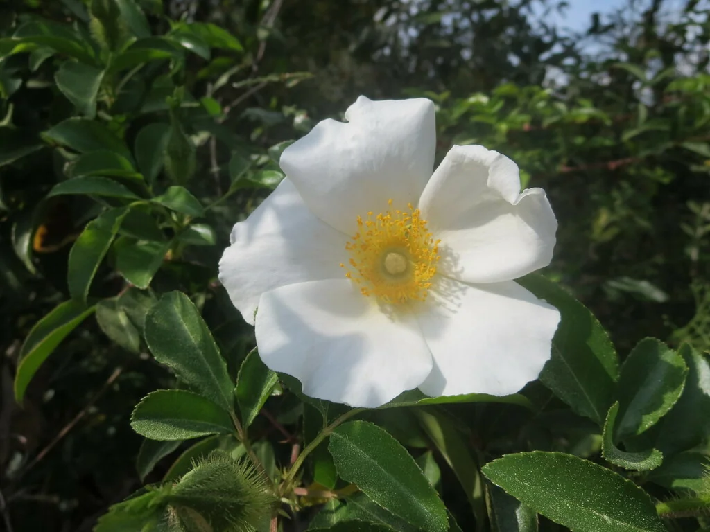 Rosa Laevigata