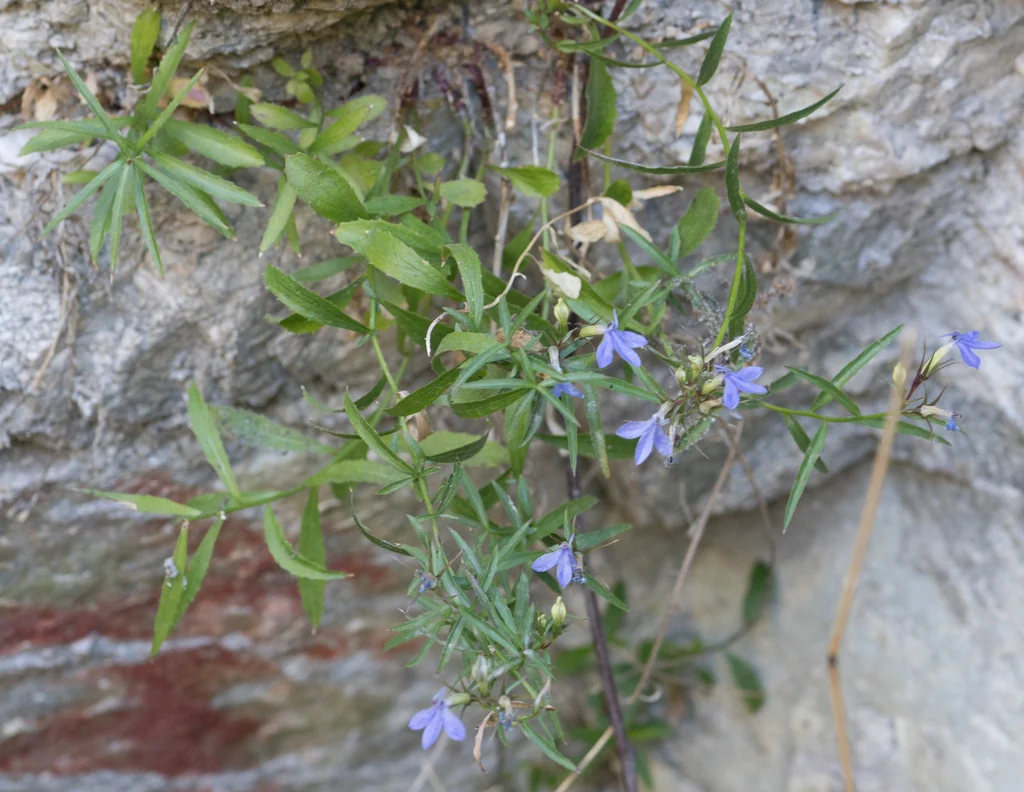 Lobelia Dunnii