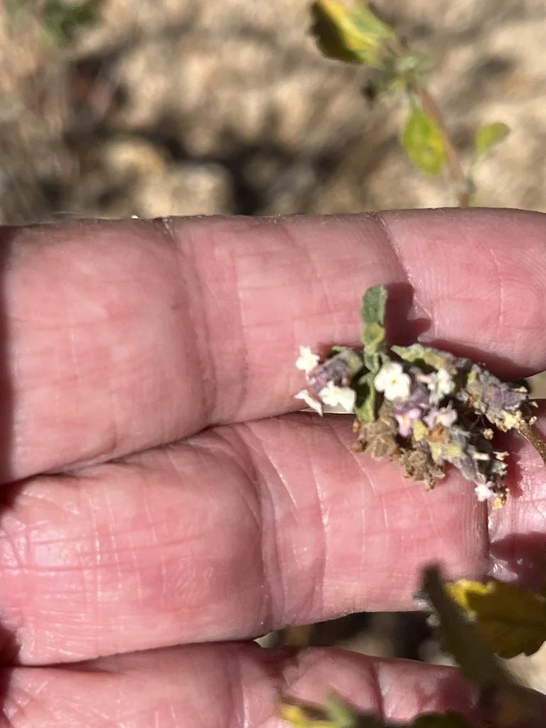 Lippia Graveolens