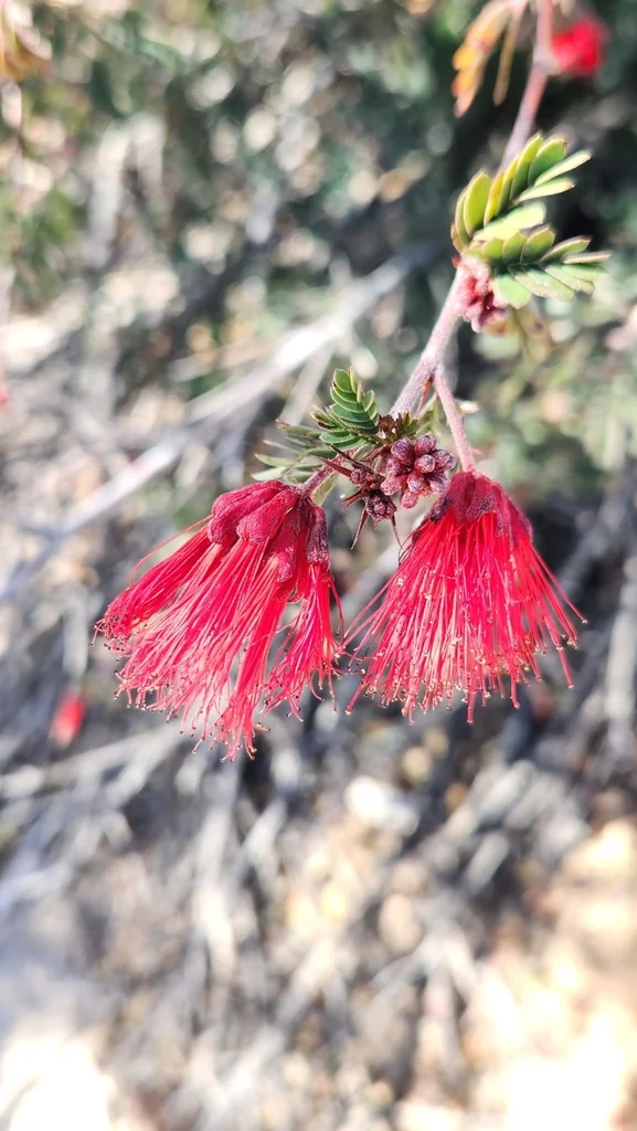 Calliandra Californica