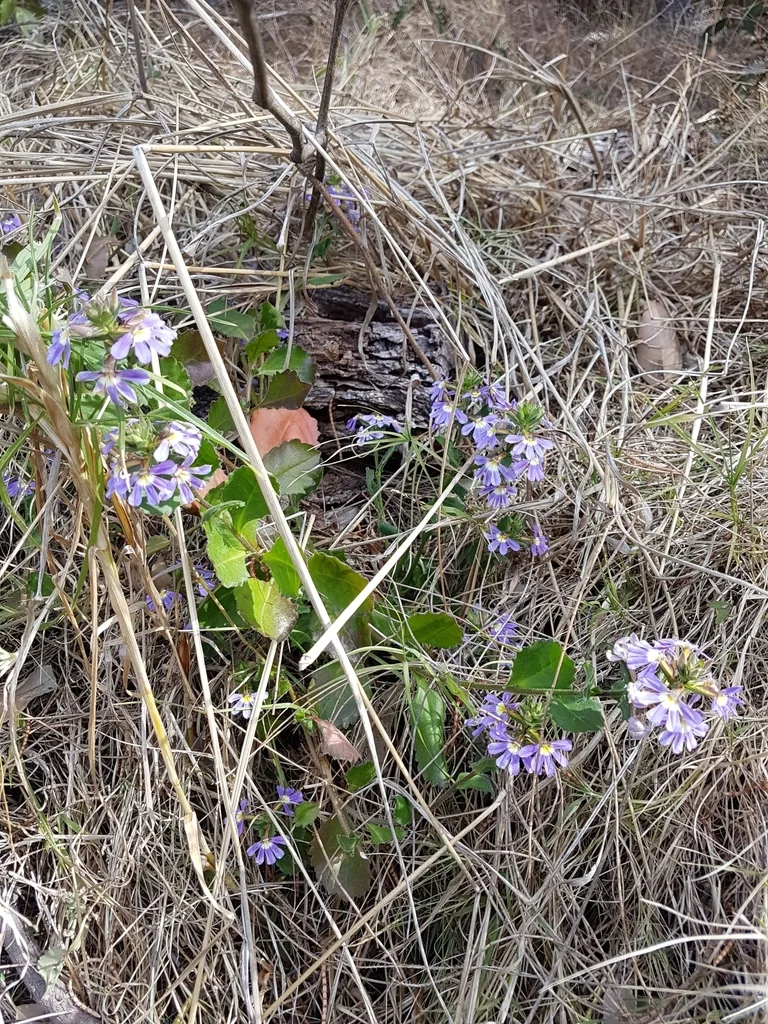 Scaevola aemula