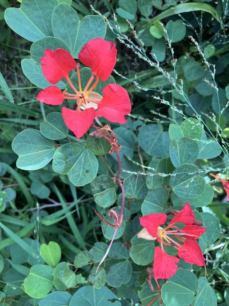 Bauhinia Galpinii