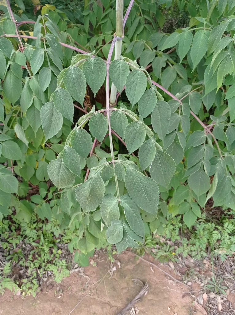 Dahlia Imperialis
