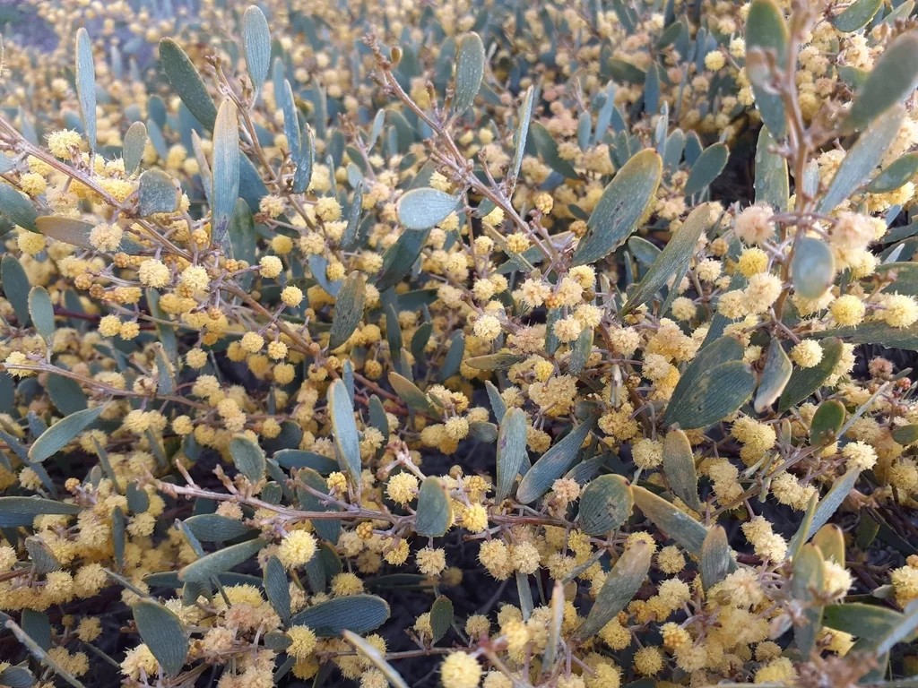 Acacia Redolens