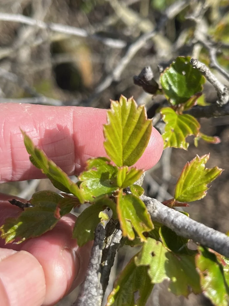 Cercocarpus Minutiflorus