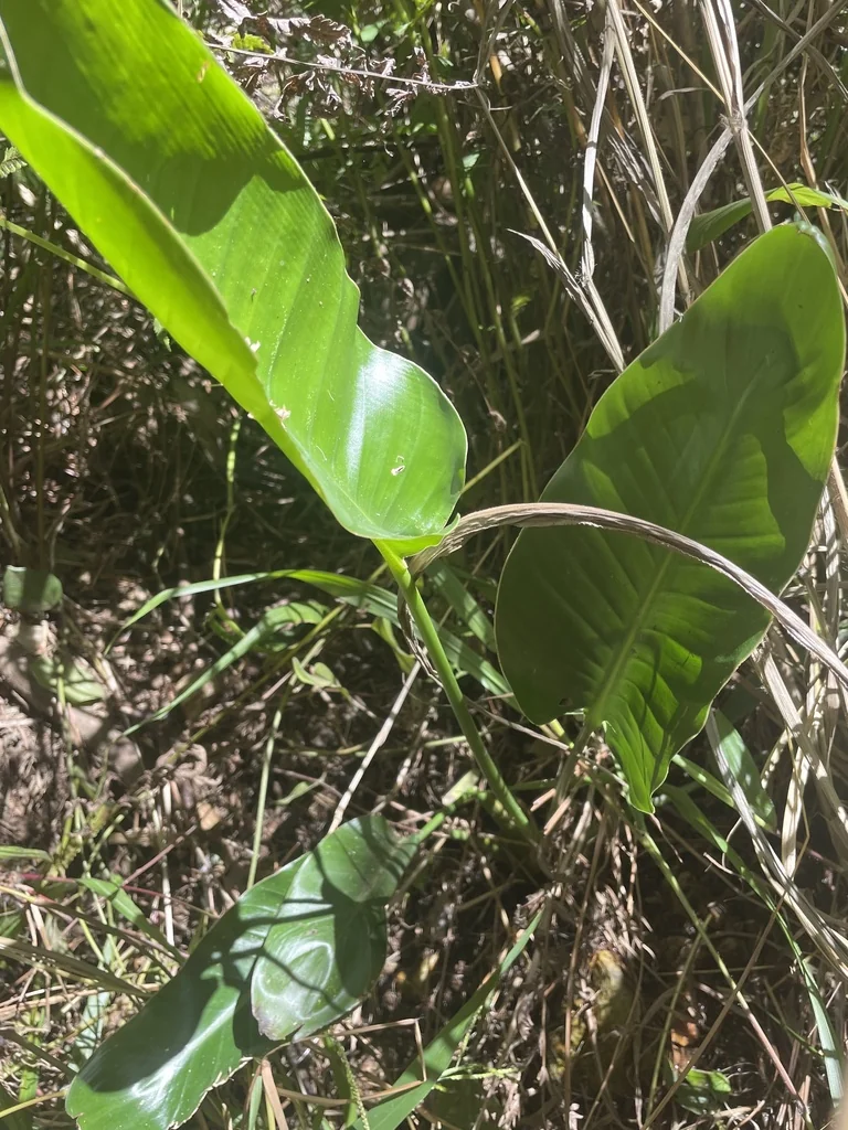 Strelitzia Reginae