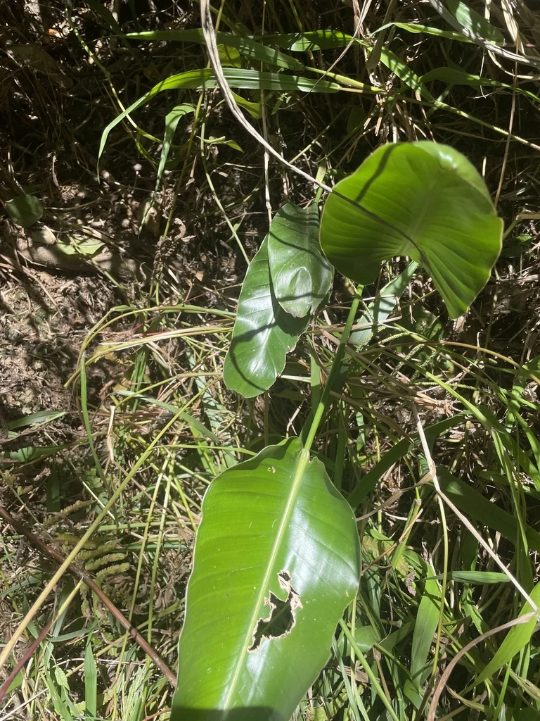Strelitzia Reginae