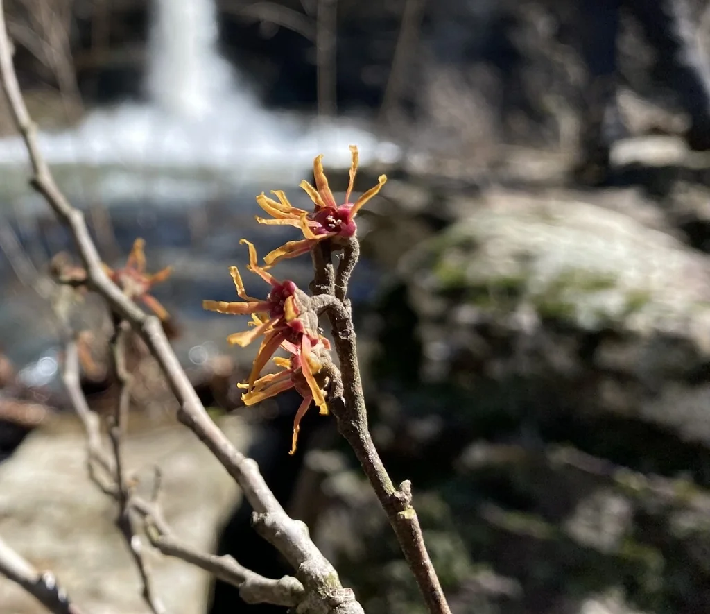 Hamamelis Vernalis